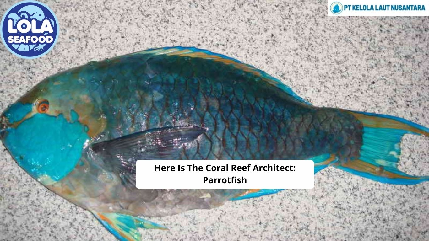 Here Is The Coral Reef Architect: Parrotfish